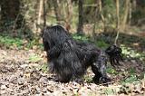 PETIT CHIEN LION 300